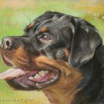 Rottweiler, 30x40, Pastell