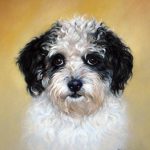 Bologneser, 30x40, Pastell
