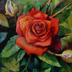 Rote Rose, 15x18, Aquarell