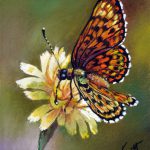 Schmetterling, 20x28, Pastell