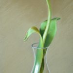 Tulpe, 17x42, Pastell